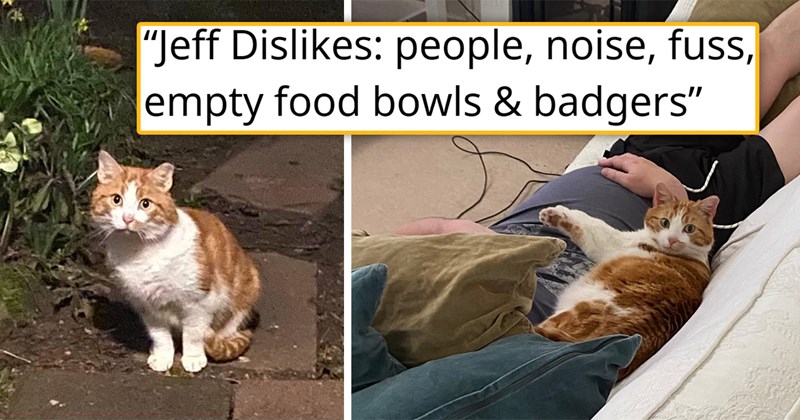 story about a stray cat who hates people choosing to get adopted by a family | thumbnail includes two picures including a white and orange cat outside and the same cat lying on someone on a couch 'Jeff Dislikes: people, noise, fuss, empty food bowls & badgers'