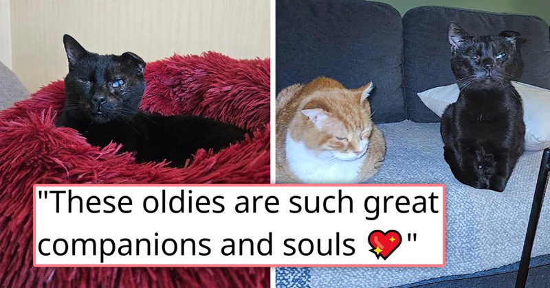 story about a cat who's been in the shelter for nine years finally getting adopted | thumbnail includes two pictures of an old blind black cat and an orange cat 'these oldies are such a great companions and souls'