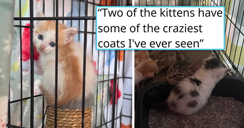 story about someone fostering a family of kittens with unique and rare fur markings | thumbnail includes two pictures including a white cat with an orange stripe on its back and a kitten with black dots that looks like a cow 'two of the kittens have some of the craziest coats I've ever seen'