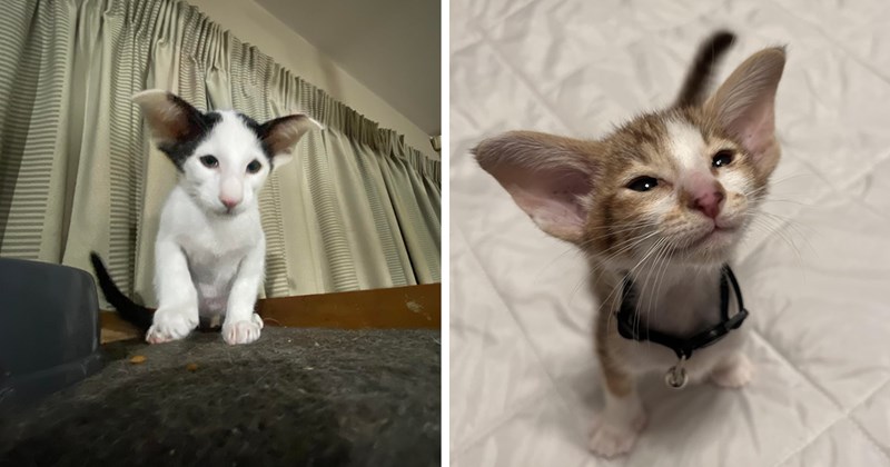 pictures of oriental shorthair kittens | thumbnail includes two pictures of tiny and cute oriental shorthair kittens with giant ears 