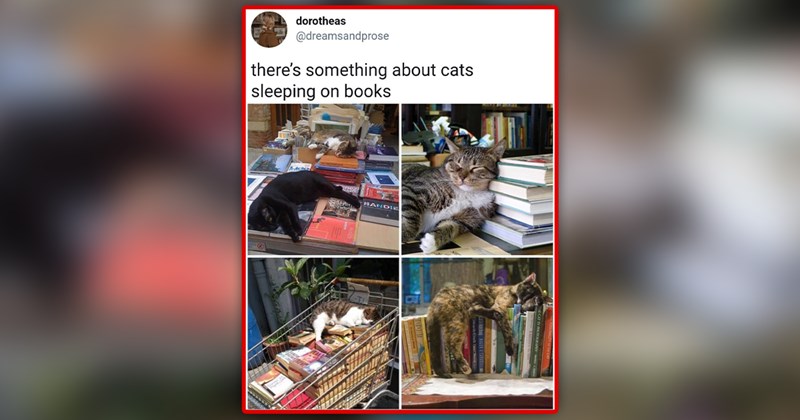 funny and cute cat memes | thumbnail includes one meme of a bunch of cats sleeping on books 'dorotheas :) @dreamsandprose there's something about cats sleeping on books Venez BANDIE Con the Couch C Cats Watching ROGER ACARAS'