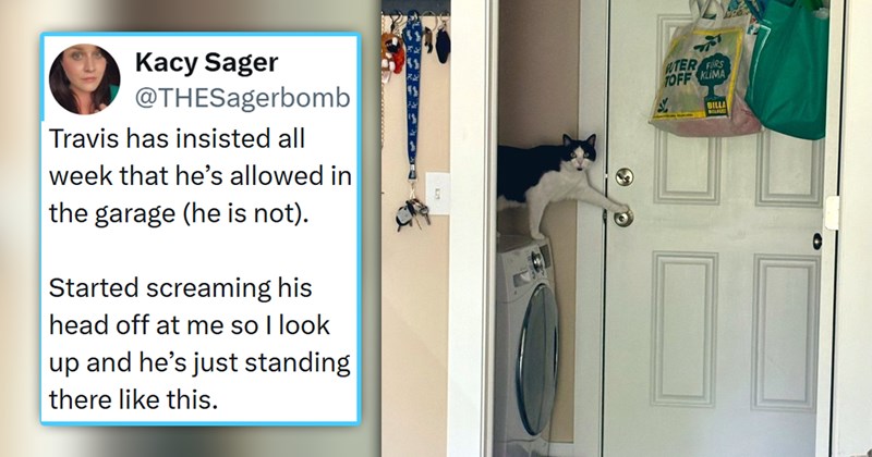 viral cat tweets from X | thumbnail includes one picture of a cat touching a doorknob and one tweet 'Kacy Sager @THESagerbomb Travis has insisted all week that he's allowed in the garage (he is not). Started screaming his head off at me so I look up and he's just standing there like this. UTER RS TOFF KLIMA BILLA 7:56 PM - Jun 5, 2026 - 238.8K Views'