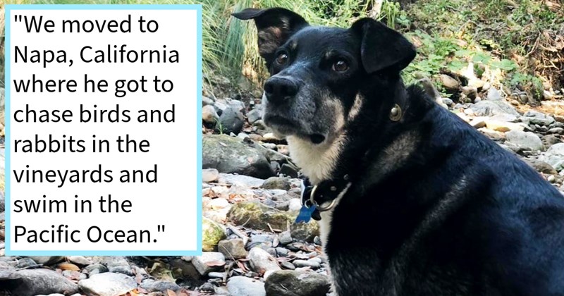 Lost Salt Lake City dog found chasing cars road saved passing dog lover, who failed find his pawrents, but succeeded giving dog life love adventure, dog mom says: ‘He became official Dock Dog marina worked.’ | thumbnail includes one image which shows a black and white dog standing in a small stream with boulders ‘“We moved to Napa, California where he got to chase birds and rabbits in the vineyards and swim in the Pacific Ocean.”’