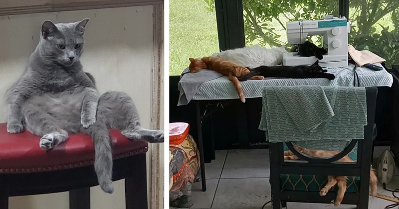 22 Totally Tuckered Out Cats Kicking Back After Arduous Day Office | thumbnail includes two images one image shows a gray cat sitting back like human on red stool, the other image shows several cats lying on and around sewing table with sewing machine sleeping