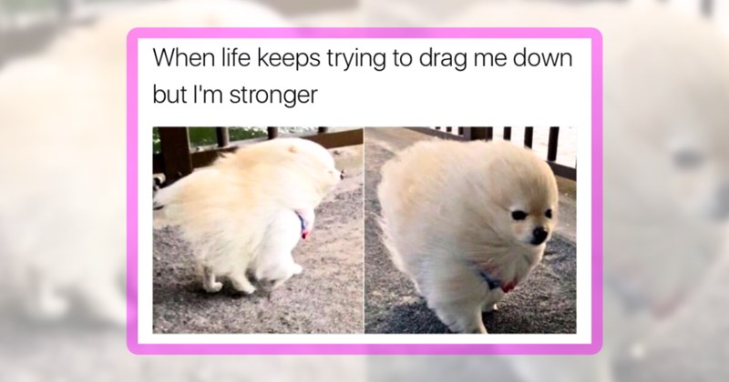 30 dog memes | thumbnail includes one meme including 'When life keeps trying to drag me down but I'm stronger'