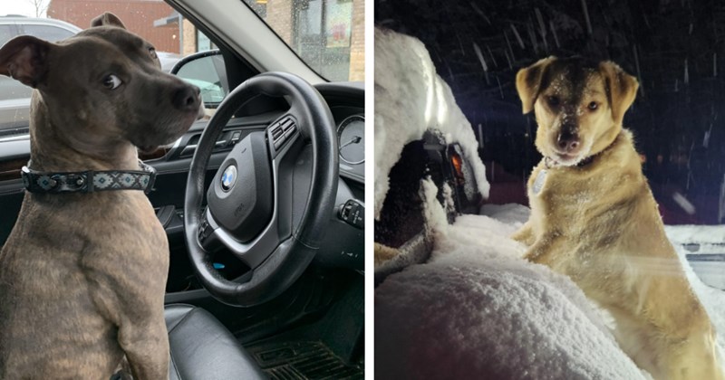 20 Cute Canines Cars Craving Tantalizing Taste Adventure | thumbnail includes two images one image shows a brown pit bull sitting driver seat in car looking over shoulder, the other image shows a golden retriever standing in snow bank next to snow covered car