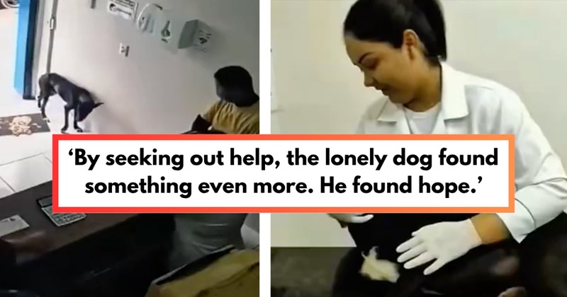Story and video of stray dog asking for help, getting treated, then getting adopted | Thumbnail includes one picture of security footage from a veterinarian's office with a stray dog with wounded paw and veterinarian, and one picture of a veterinarian examining a dog, and one picture of text including '‘By seeking out help, the lonely dog found something even more. He found hope.’' 