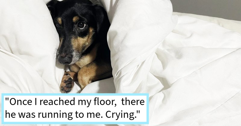 Pawrent’s soul dog who slipped passed broken door lock surprisingly found waiting home for dog mom return from hours frantic searching, mom says: ‘ just very proud him being able come back home.’ | thumbnail includes one image which shows a black and brown dachshund lying against a pillow under duvet ‘“Once I reached my floor, there he was running to me. Crying.”’