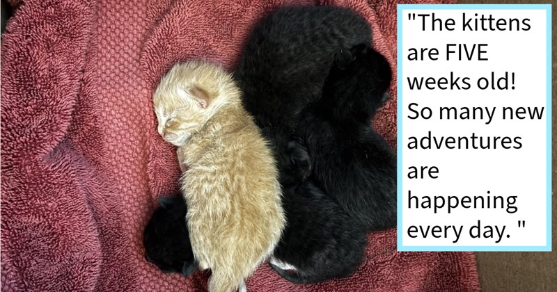 Newborn kittens found abandoned bag rescued cat loving couple who gave loving foster home with 4 cat children, cat mom says: ‘We are completely love with all watching them never gets old.’ | thumbnail includes one image which shows an orange kitten curled up with three black kittens on red towel ‘“The kittens are FIVE weeks old! So many new adventures are happening every day.”’