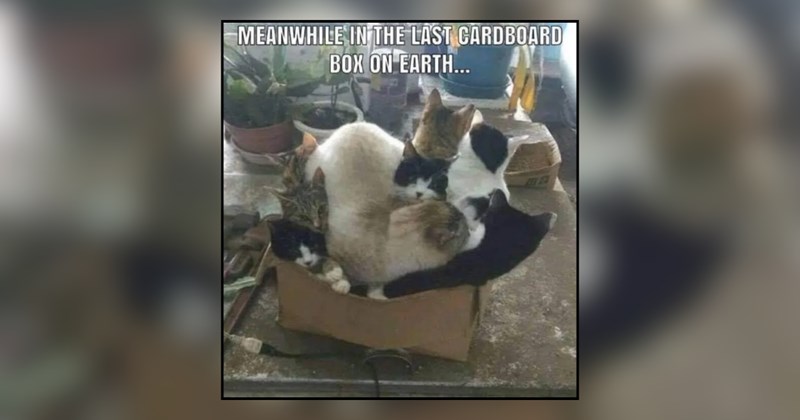 30 cat memes | thumbnail includes one meme and one picture of text including 'MEANWHILE IN THE LAST CARDBOARD BOX ON EARTH...' 