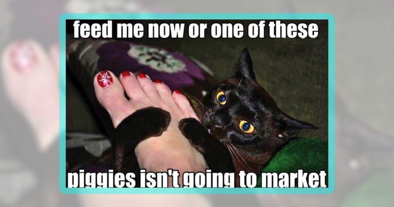 21 cat memes | thumbnail includes one meme including 'feed me now or one of these piggies isn't going to market'