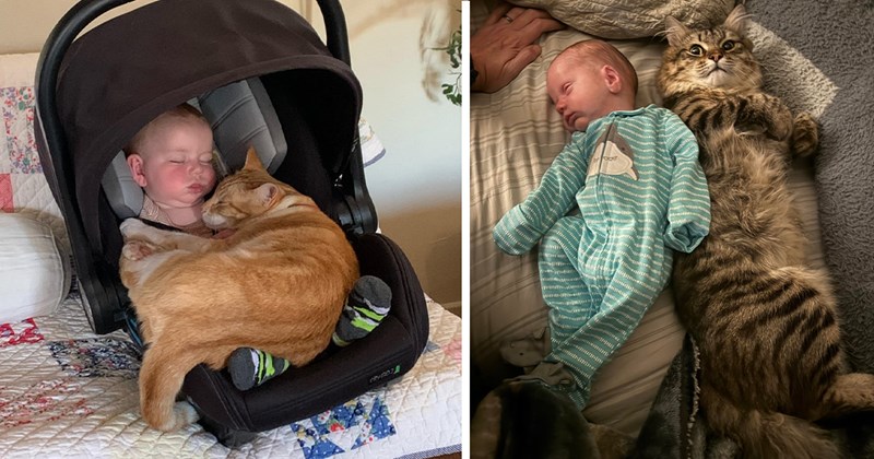pictures of cats and babies | thumbnail includes two pictures of cats cuddling with babies 