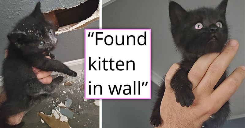story about someone saving a cat that was stuck in the wall | thumbnail includes two pictures including a dirty black kitten and someone holding a black kitten 'Found kitten in wall'