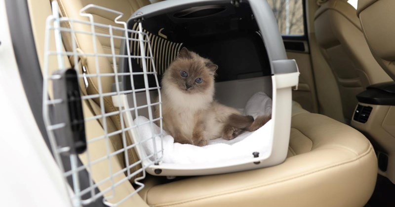 Cats Get Rehomed After Family Find Out Their Kid Is Allergic, 4 Years Later They Demand the Cats Back When Kid Goes to College, New Owner Refuses