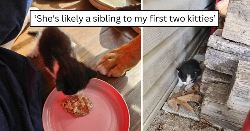 7 pictures of cats | thumbnail includes two pictures of cats and one picture of text including '‘She's likely a sibling to my first two kitties’' 