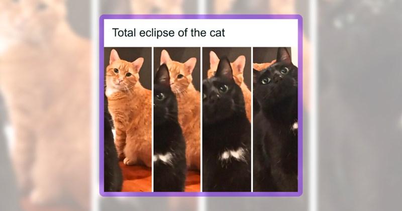 36 cat memes | thumbnail includes one meme including 'Total eclipse of the cat'