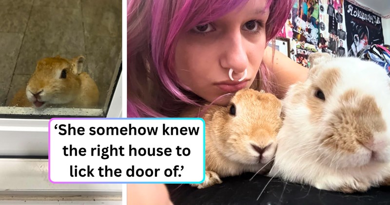 20 text pictures, 3 bunny pictures, 1 bunnies and woman picture | thumbnail includes one picture of a bunny, and one picture of a woman and bunnies, and ‘She somehow knew the right house to lick the door of.’