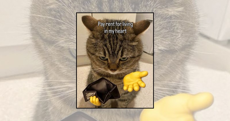 cute cat memes love memes cat memes Cats couple memes - 45643013
