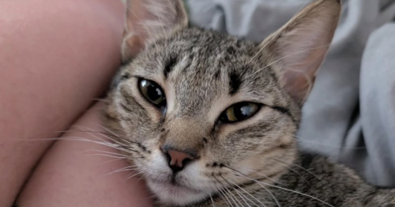 cat stories rescue Cats - 45647621