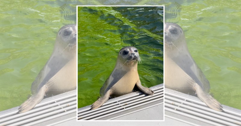 seals ocean cute animals cute baby seals animals Animals - 45649157