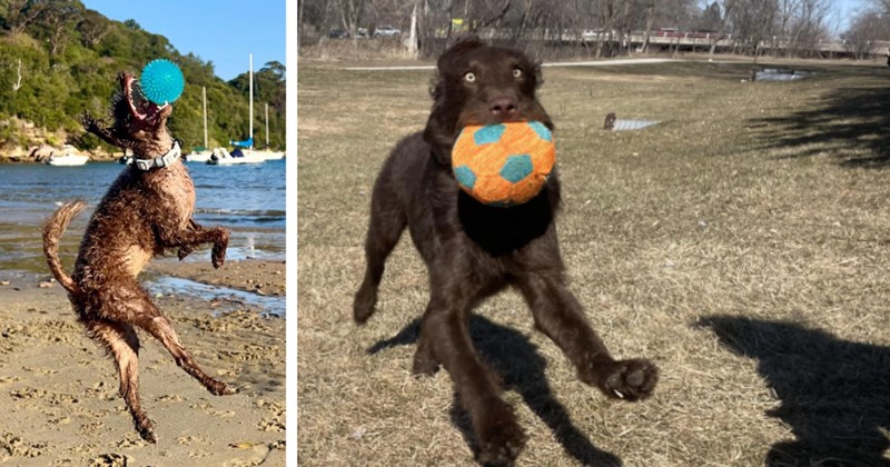 22 Puplifting Pupper Pics Doggos whom ‘Ball = Life’ | thumbnail includes two images one image shows a brown wet dog leaping in air to catch spikey blue ball on beach, the other image shows black dog running wildly towards camera with orange ball in mouth in park