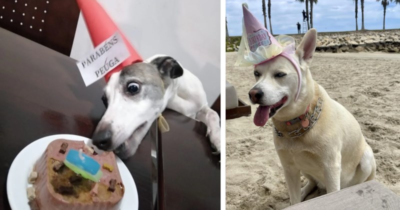 23 Cute Canine Kids Captured Celebrating Birthdays | thumbnail includes two images one image shows a white and gray dog leaning over table to eat dog cake wearing orange cone on head, the other image shows a white dog sitting on sand beach wearing princess birthday hat 
