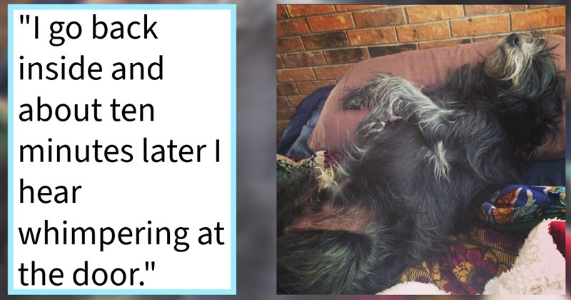 Clever canine escape artist finally apprehended after most recent disappearance ended early due sweltering Arizona weather, dog mom says: ‘This the first time I've won, I figured I'd be gracious winner.’ | thumbnail includes one image which shows a black fluffy dog lying on back on couch ‘“I go back inside and about ten minutes later I hear whimpering at the door.”’