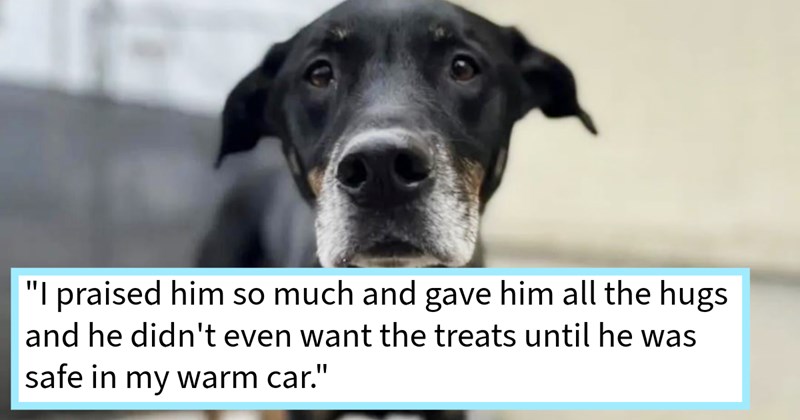 Dog who disappeared after pursuing rabbit British Colombia tearfully reunited dog mom after hours panicked searching, says: ‘I pull up beside my apartment building feeling defeated, who do spot 30 feet away’ | thumbnail includes one image which shows a black and brown dog with graying muzzle ‘“I praised him so much and gave him all the hugs and he didn’t even want the treats until he was safe in my warm car.”’
