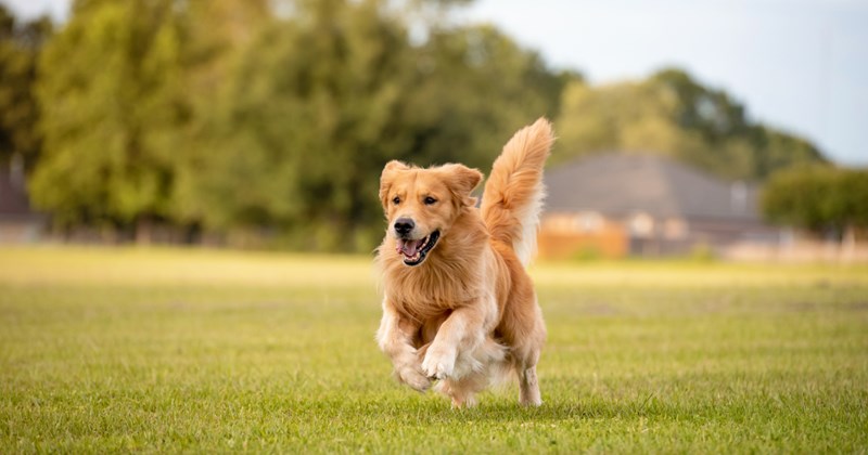 Messy divorce leads couple to rehome their golden retriever, another couple happily adopts him after theirs went over the rainbow bridge