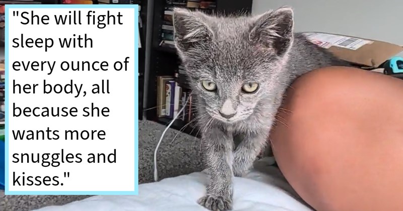 Neglected kitten found outside workplace saved nurtured by employee who gave cat child loving home with feline sibling lots of purrs cuddles, cat mom says: ‘Selena is constantly purring loves picked up cuddled.’ | thumbnail includes one image which shows a gray kitten walking towards camera on bed ‘“She will fight sleep with every ounce of her body, all because she wants more snuggles and kisses.”’