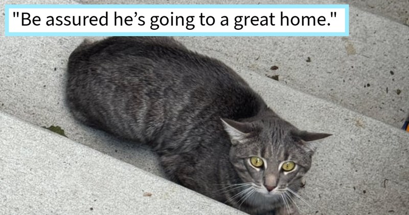 Terrified Cat dumped outside vacationing NY family rescued cat lovers who fostered found feline furever home would never leave him alone, cat dad says: ‘He already loves her I know they’re going give him great home.’ | thumbnail includes one image which shows a gray tabby cat sitting on step scared “Be assured he’s going to a great home.”’