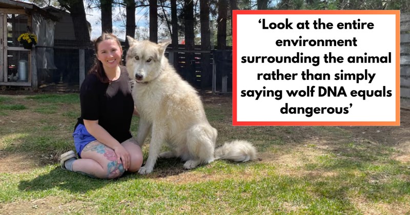 Story of wolf-dog hybrid being found illegal | Thumbnail includes one picture of 6-year-old wolf-dog hybrid 'Onix' and his owner Heaven Furoy, and one picture of text including '‘Look at the entire environment surrounding the animal rather than simply saying wolf DNA equals dangerous’'