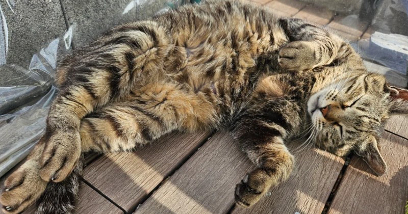 Sweet stray decides woman's garden is now hers, but then turns out to be the local crime boss around other cats, internet encourages woman to adopt her anyway