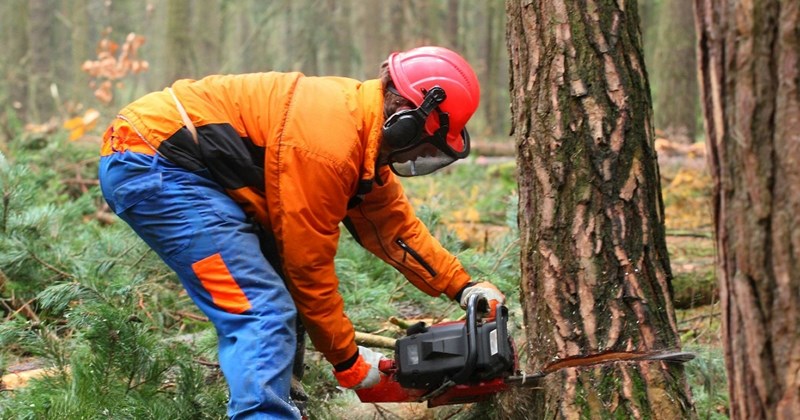 oak neighbors Legal Woes neighborhood drama homeowner new homeowners tree Neighbors - 45657861
