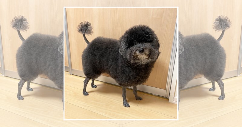 cute dogs pets cute doggos doggo doggeh Animals - 45664261