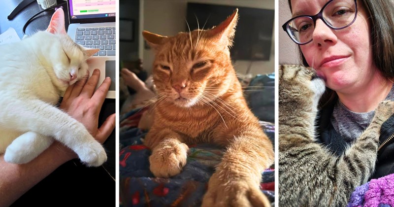 20 cat pictures, 22 text pictures | thumbnail includes three pictures of cats