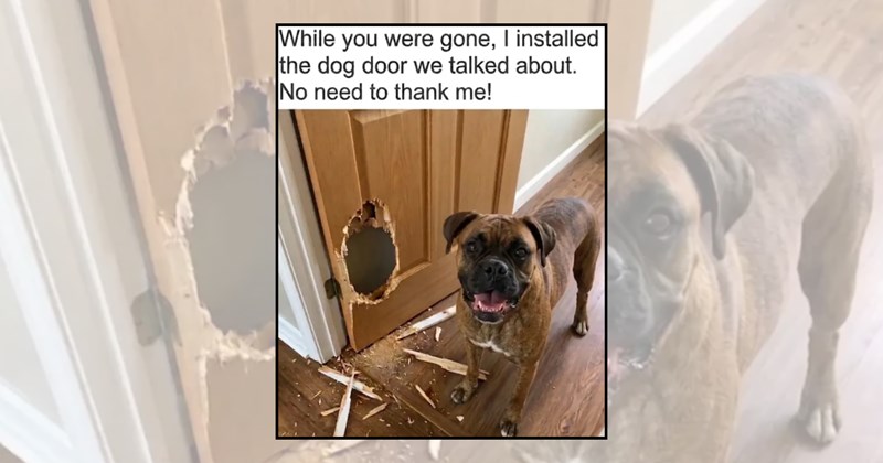 playful dogs funny doggos funny dogs happy dog Doggos - 45668357