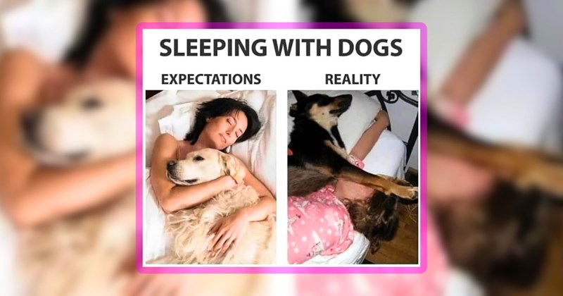 24 dog memes | thumbnail includes one meme including 'SLEEPING WITH DOGS EXPECTATIONS REALITY'