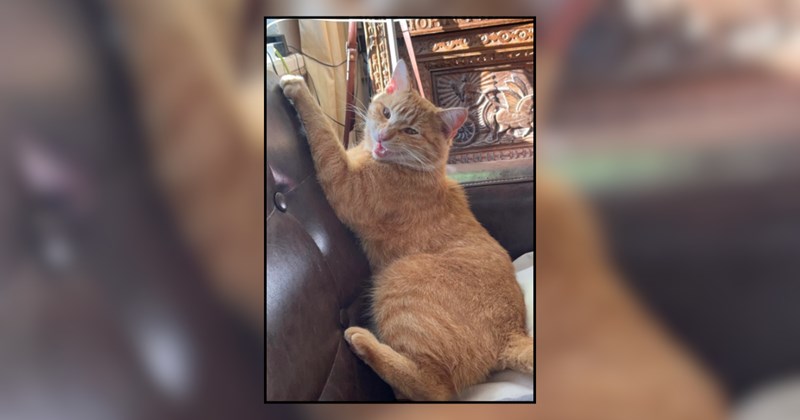 Orange cat pulled out of car by firefighters after being cold and alone all night, mother and son adopt him quickly: 'From sleeping in cars to owning the couch'