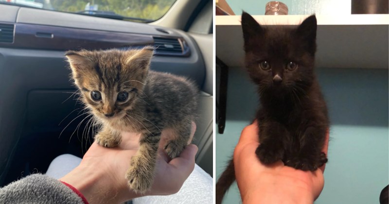 30 cat pictures | thumbnail includes two pictures of cats 