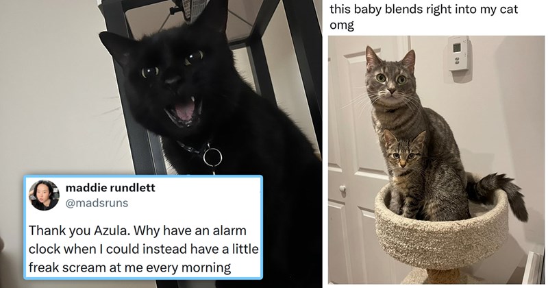 20 cat tweets memes and stories for the ICanHasCheezburger magazine | thumbnail includes one picture of a kitten in front of a cat on a cat tree 'this baby blends right into my cat omg' and a tweet of a black kitten screaming 'maddie rundlett @madsruns Thank you Azula. Why have an alarm clock when I could instead have a little freak scream at me every morning'