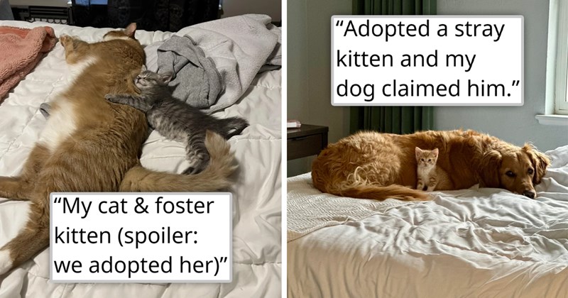 wholesome cat adoption stories | thumbnail includes two pictures including a kitten and a cat cuddling 'My cat & foster kitten (spoiler we adopted her)' and an orange kitten and Golden Retriever dog snuggling 'Adopted a stray kitten and my dog claimed him'