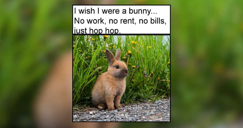 A Passing Cloud of Pet Memes Purrfect For a Slow Summer Day