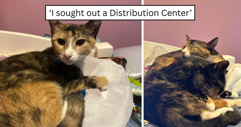 5 pictures of cats | thumbnail includes two pictures of cats and one picture of text including '‘I sought out a Distribution Center’' 
