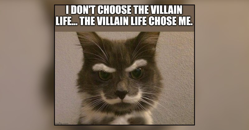 30 cat memes | thumbnail includes one meme and one picture of text including 'I DON'T CHOOSE THE VILLAIN LIFE... THE VILLAIN LIFE CHOSE ME. ' 