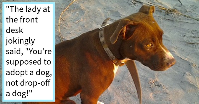 Pitbull who escaped neglect found by service member lying highway, adopted after her rescuer risked reprimand bringing her onto base until shelter opened, rescuer says: ‘“ week later, she was adopted. was sad see her go.’ | thumbnail includes one image which shows a brown dog sitting on beach looking at sunset ‘“The lady at the front desk jokingly said, "You're supposed to adopt a dog not drop-off a dog!”’