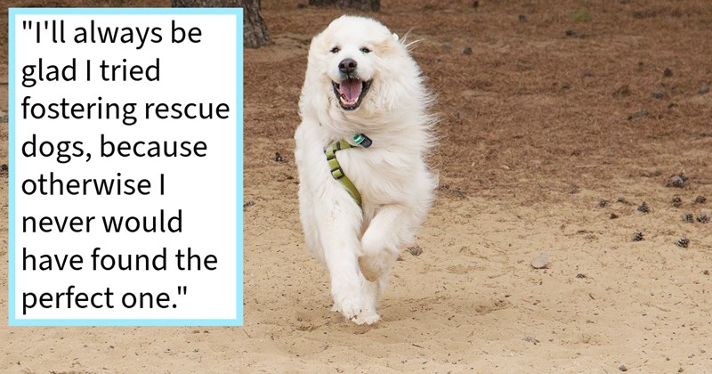 Great Pyrenees pupper left rot Tennessee farmer’s chicken coop saved fostered by Massachusetts foster pawrent who loved pup so deeply it ended heartwarming foster fail, dog mom says: ‘knew wouldn't be able let him go again.’ | thumbnail includes one image which shows a fluffy white large dog running towards camera in forest ‘“I’ll always be glad I tried fostering dogs, because otherwise I never would have found the perfect one.”’