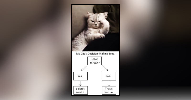 30 cat memes | thumbnail includes one meme and one picture of text including 'My Cat's Decision-Making Tree. Is that for me? Yes. I don't want it. No. ↓ That's for me.' 