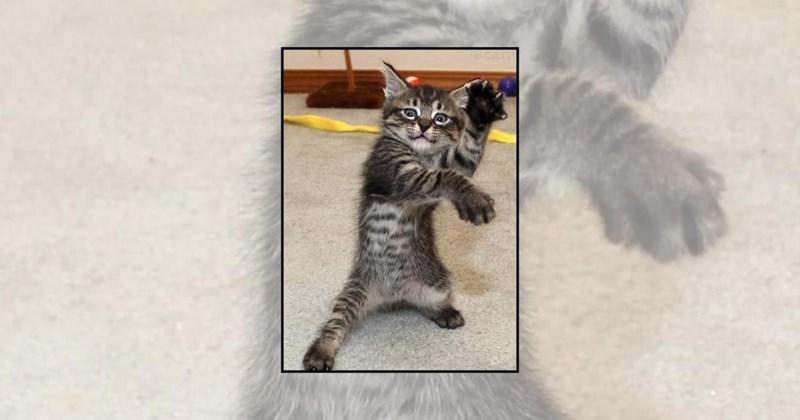 karate cats cat pictures funny cats hilarious cats Cats - 45680133