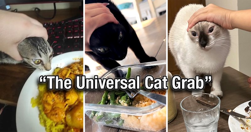 humor pet parents pets cat people kitten comedy cat parents food Cats funny animals Cats - 45682437